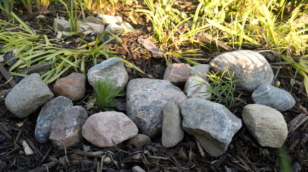 Beaux Arbres Native Plants | 29 Ragged Chute Rd, Bristol, QC J0X 1G0, Canada | Phone: (819) 647-2404