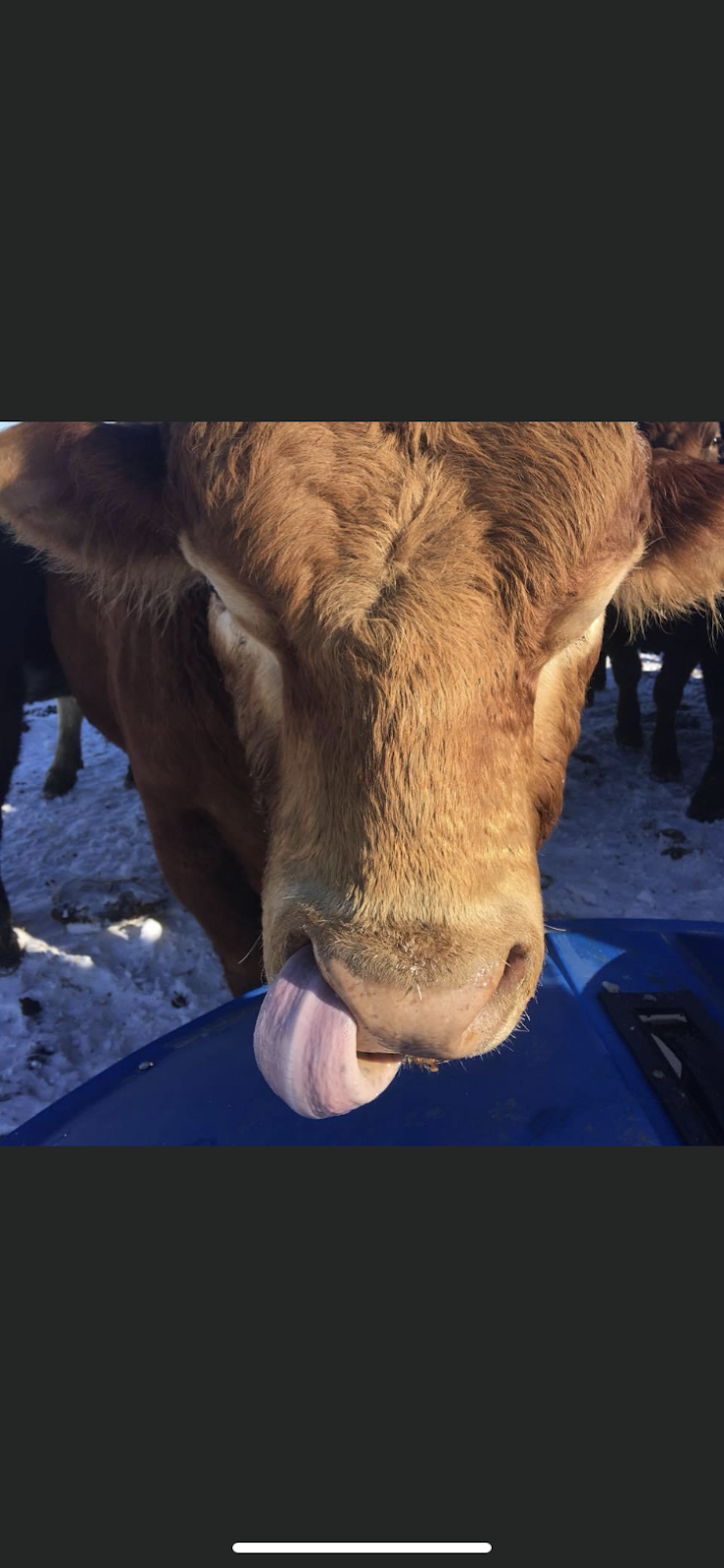 A1 Liquid Feeds | 42112 Mile 85 Rd N, Brokenhead, MB R0E 0C0, Canada | Phone: (204) 792-0035