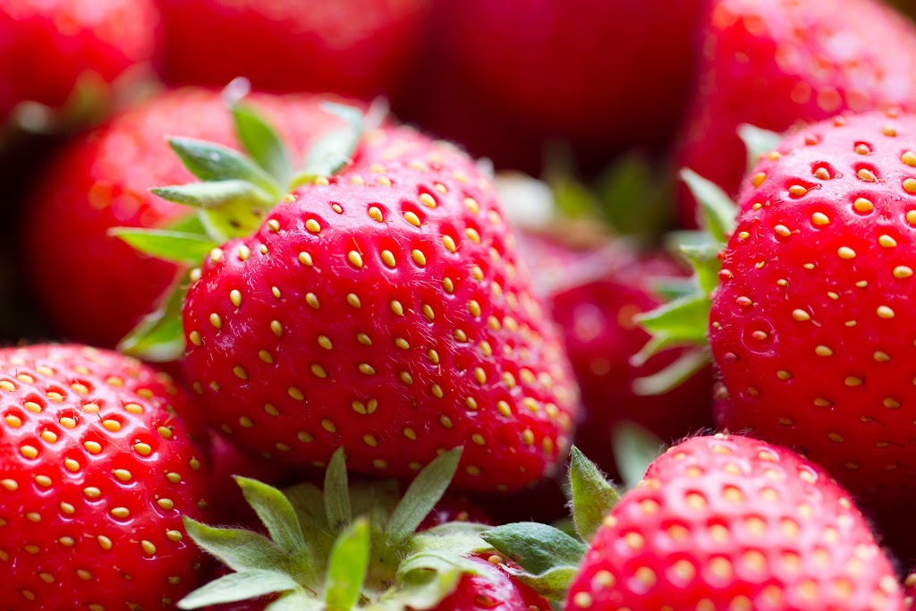 Proulx Sugar Bush & Berry Farm | 1865 OToole Rd, Cumberland, ON K4C 1N2, Canada | Phone: (613) 833-2417