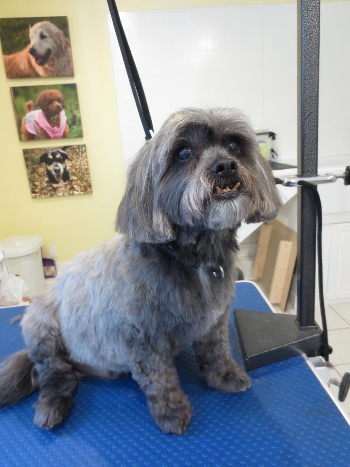 Mini Mutts Pet Grooming | 348 Holden Rd, Roblin, ON K0K 2W0, Canada | Phone: (613) 601-7833