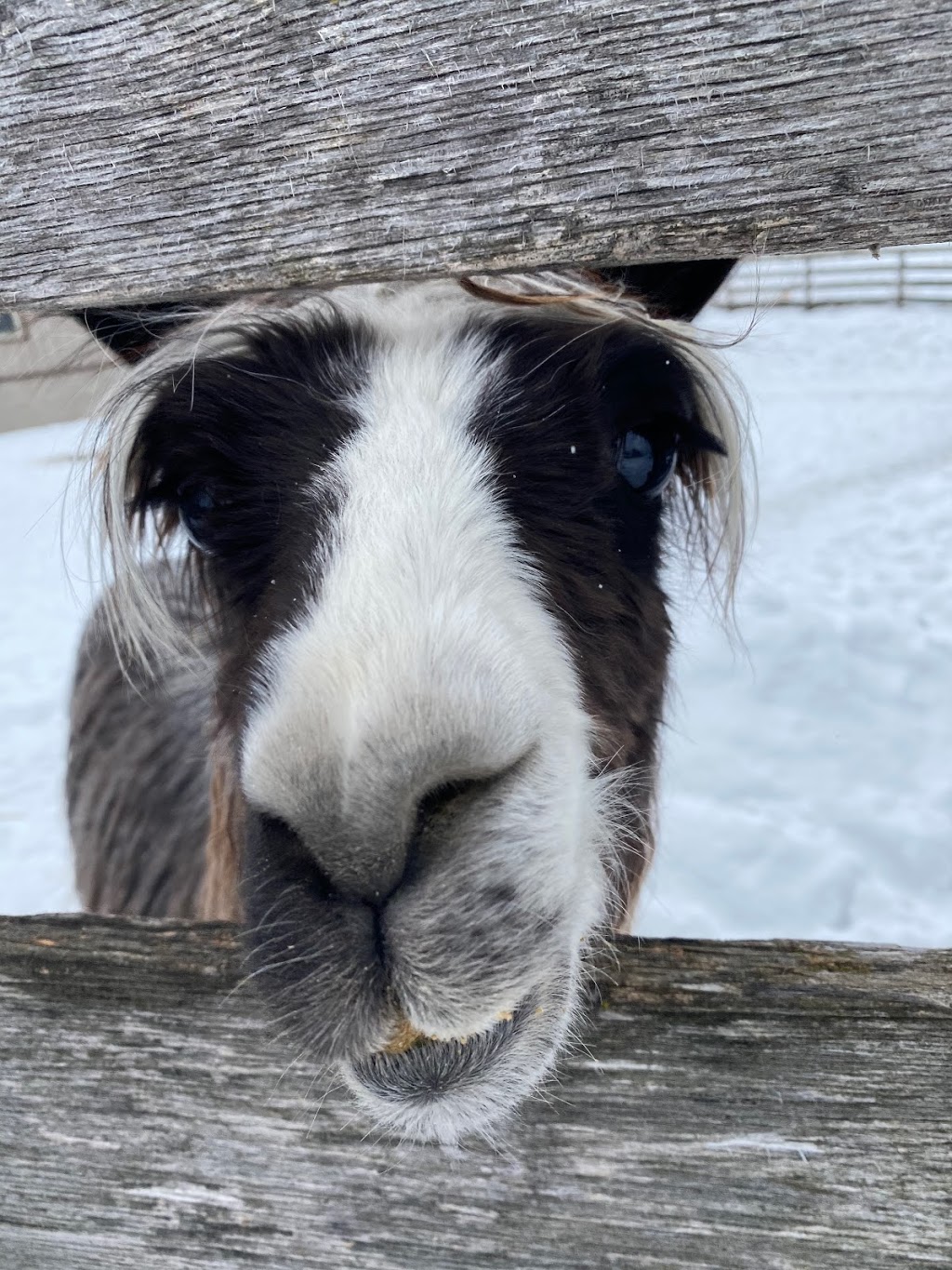 Rivett Farm | 1447 Concession Rd 9, Blackstock, ON L0B 1B0, Canada | Phone: (905) 626-0745