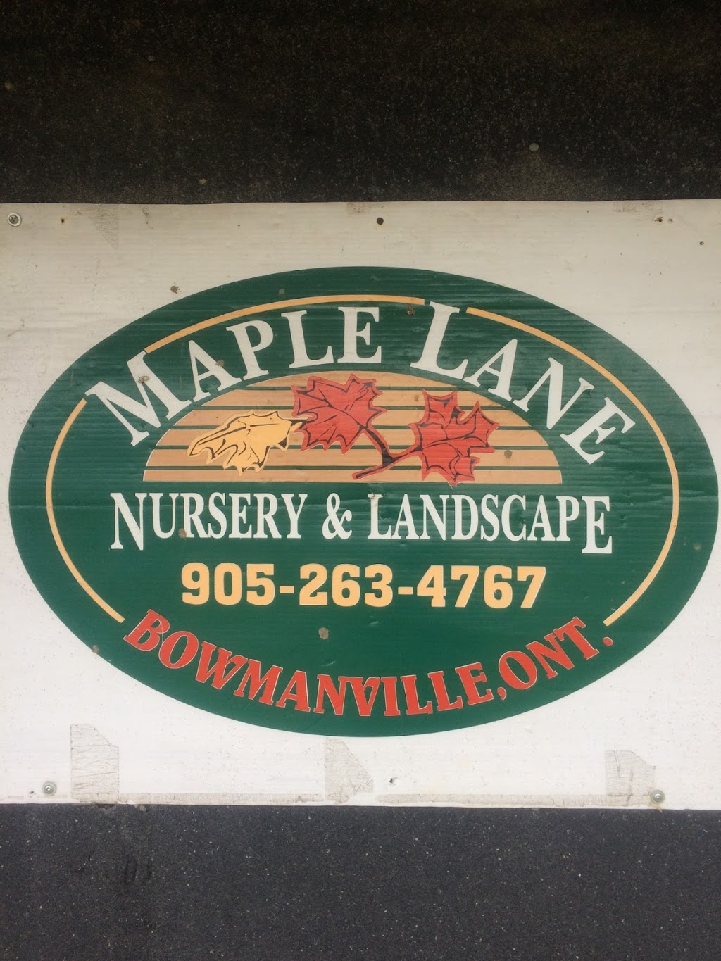Maple Lane Nurseries & Landscaping | Taunton Rd, Bowmanville, ON L1C 3K2, Canada | Phone: (905) 263-4767