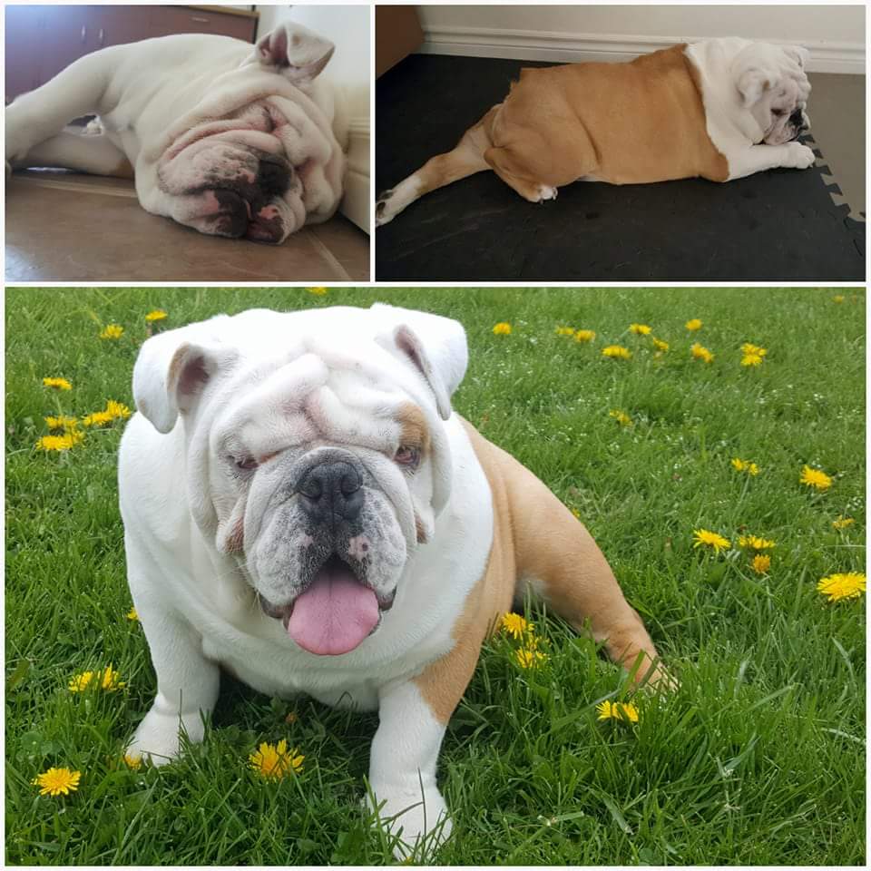 Balanced K9 Living | 623577 North Town Line W, Ingersoll, ON N5C 3J6, Canada | Phone: (519) 788-4701