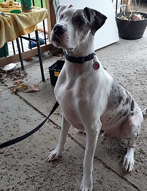 Nails & Tails Mobile Dog Grooming | 4451 Kirk Rd, Binbrook, ON L0R 1C0, Canada | Phone: (905) 818-0892