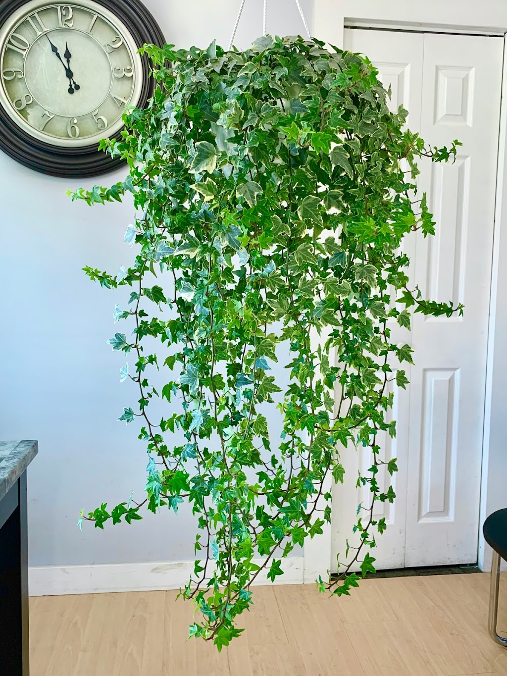 Tropikal-Leaf Wonders | 896 Elmhurst Rd, Winnipeg, MB R3R 0V4, Canada | Phone: (204) 914-4516