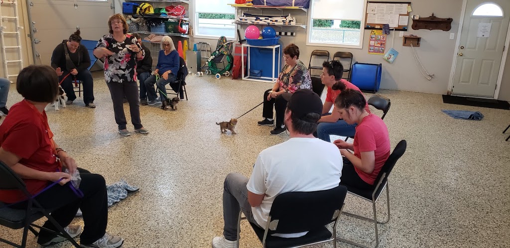 ClassPup Animal Training and Behaviour | 7971 Collison Side Rd, Harrow, ON N0R 1G0, Canada | Phone: (519) 736-4221