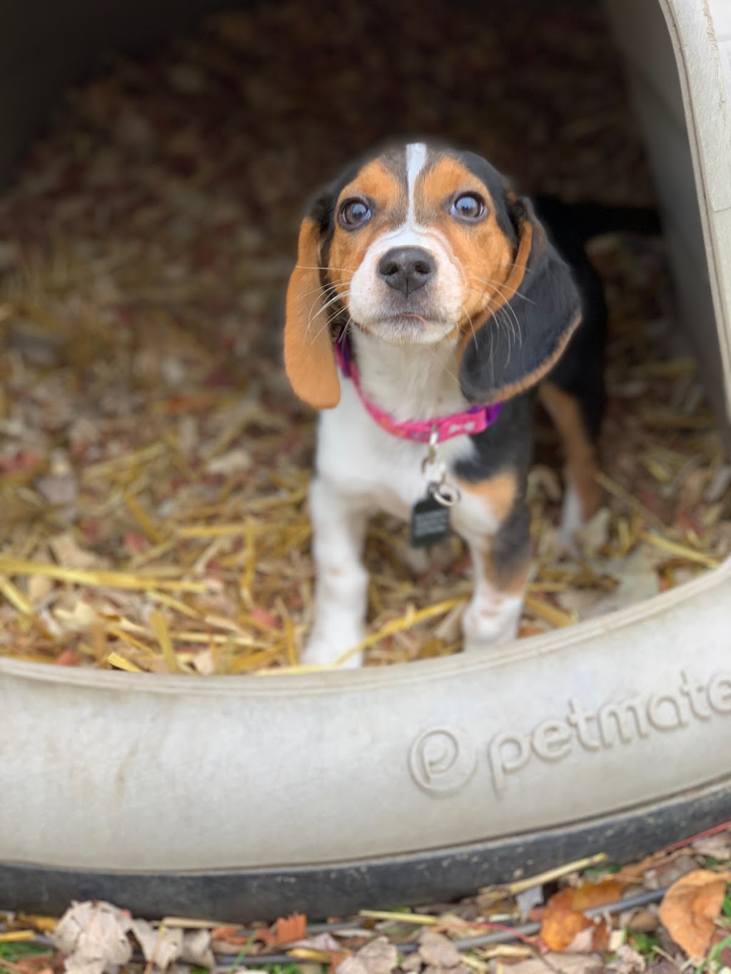 Thumb Veterinary Services | 60 E Miller Rd, Sandusky, MI 48471, USA | Phone: (810) 648-8230