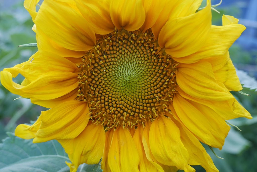Foragers Farms | 3517 Rowe Rd, Cobourg, ON K9A 4J7, Canada | Phone: (905) 999-3243