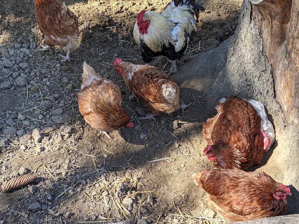 Triple C Farm | 500 Carluke Rd W, Ancaster, ON L9G 3L1, Canada | Phone: (289) 237-9526