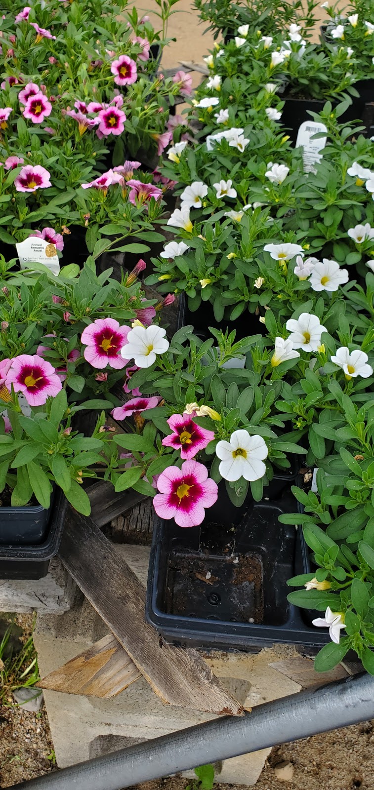 Temperate Garden | 101 Bonnechere St E, Eganville, ON K0J 1T0, Canada | Phone: (613) 628-1048