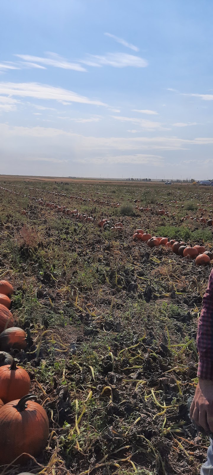 Johnson Pumpkin U pick | Range Rd 173, Barnwell, AB T0K 0B0, Canada | Phone: (403) 894-7243