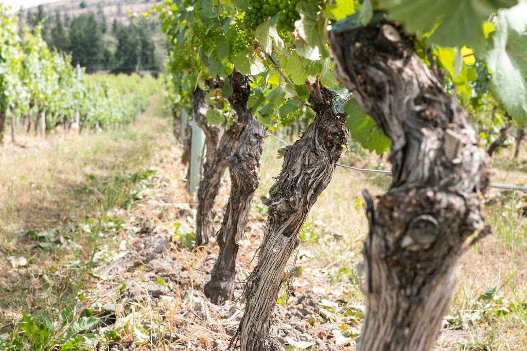 CedarCreek Estate Winery | 5445 Lakeshore Rd, Kelowna, BC V1W 4S5, Canada | Phone: (778) 738-1020