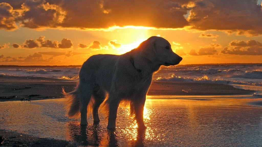 Country Meadows Pet Hospital | 20691 Lougheed Hwy #16, Maple Ridge, BC V2X 2P9, Canada | Phone: (604) 460-1428
