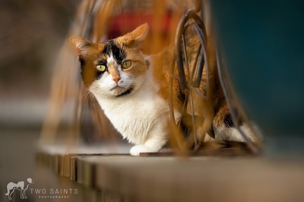Oh My Dog Walking & Pet Photography | 24 Shelley Ave, St. Catharines, ON L2N 5L5, Canada | Phone: (905) 933-1035
