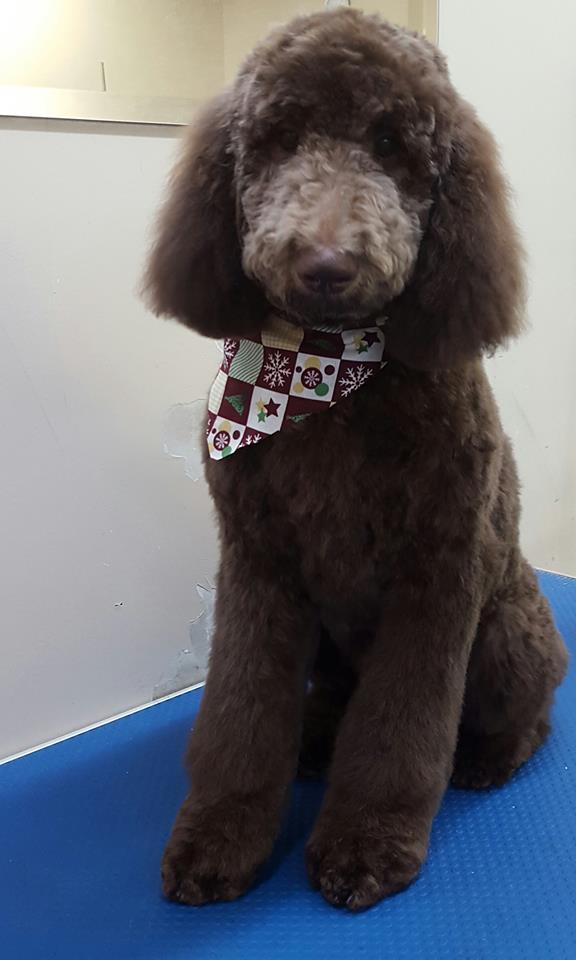 Adorable Dogs Grooming Spa | 575 Main St, Dartmouth, NS B2W 6A4, Canada | Phone: (902) 405-3647