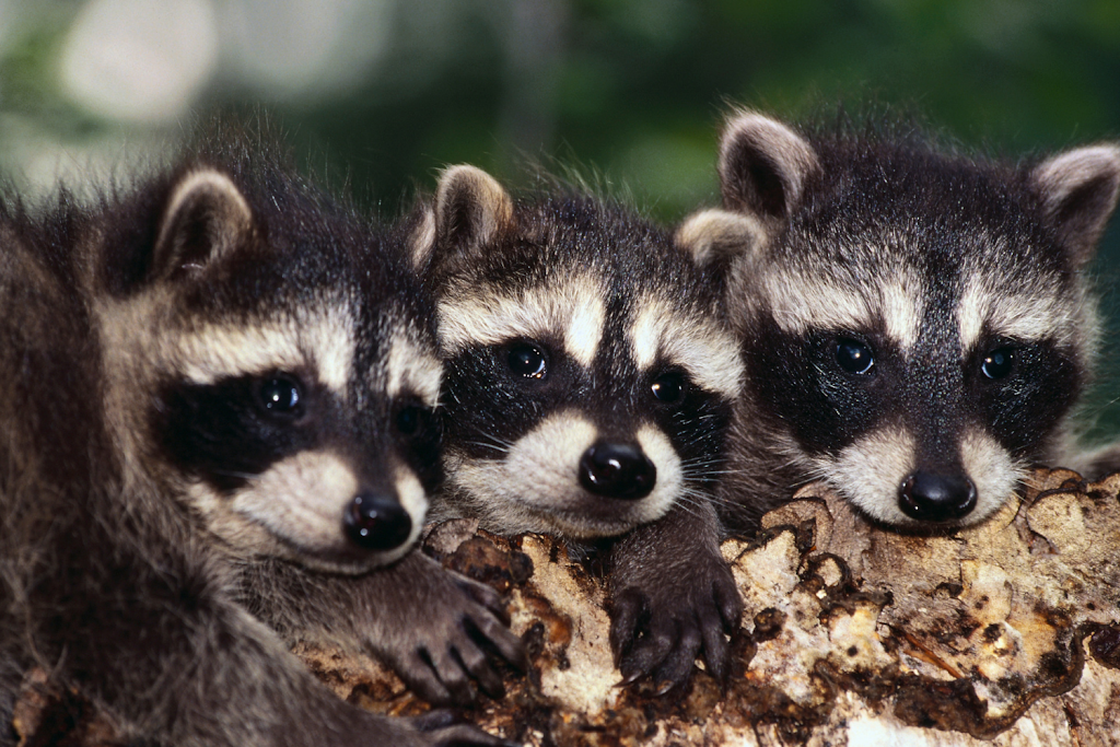 Bolton Pest Kings Wildlife Removal & Pest Control | 15 Shore St, Bolton, ON L7E 4T7, Canada | Phone: (905) 406-0547