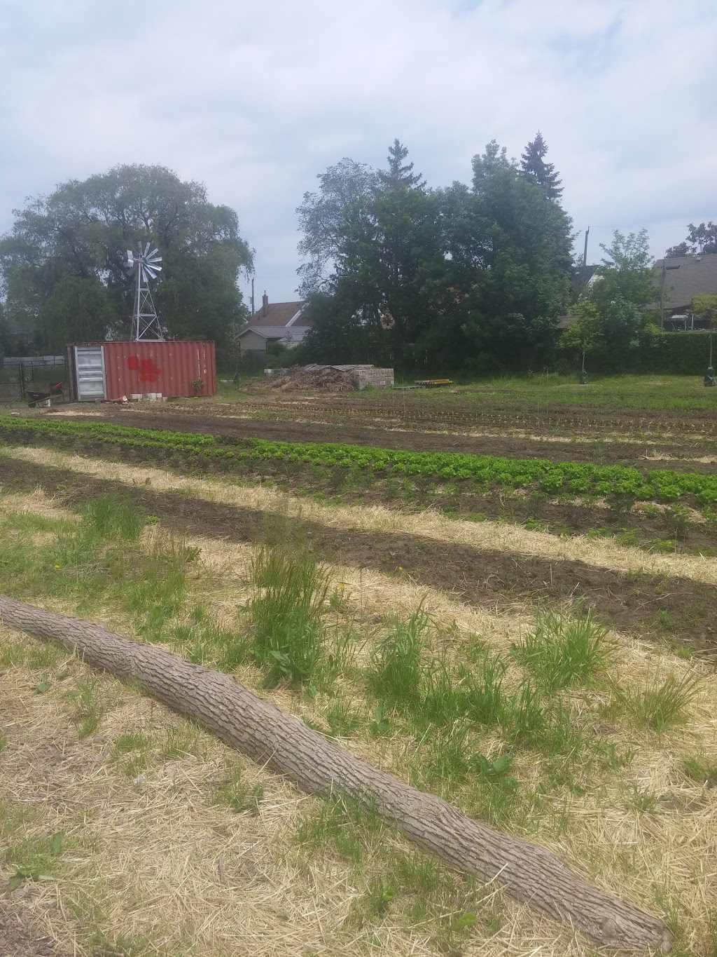 McQuesten Urban Farm | 785 Britannia Ave, Hamilton, ON L8H 6P7, Canada