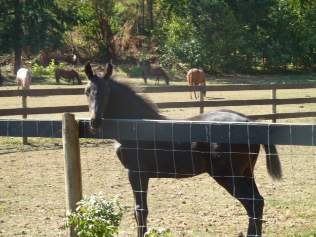 Takala Trails Ranch | 5735 Takala Rd, Ladysmith, BC V9G 1M2, Canada | Phone: (250) 245-4864