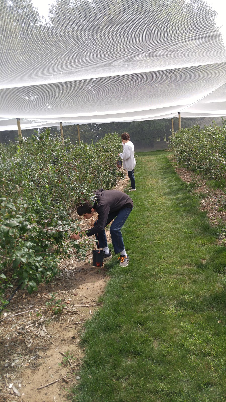 Berrylicious Fruit Farm | 425533 Substation Rd, Burgessville, ON N0J 1C0, Canada | Phone: (519) 424-3147