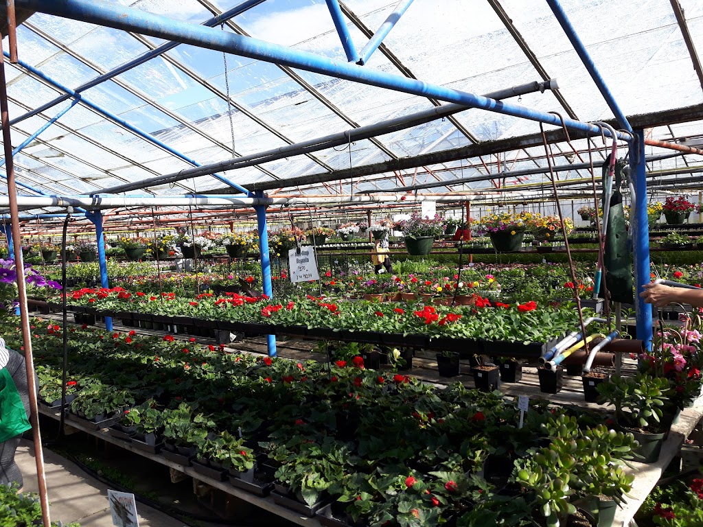 Dan’s Greenhouses | 102 43 St S, Lethbridge, AB T1J 4P7, Canada | Phone: (403) 327-3271