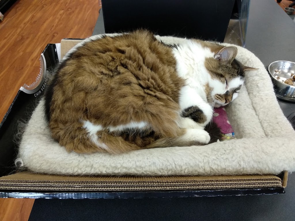 Pet Valu | 9325 Yonge St, Richmond Hill, ON L4C 1V4, Canada | Phone: (905) 884-3911