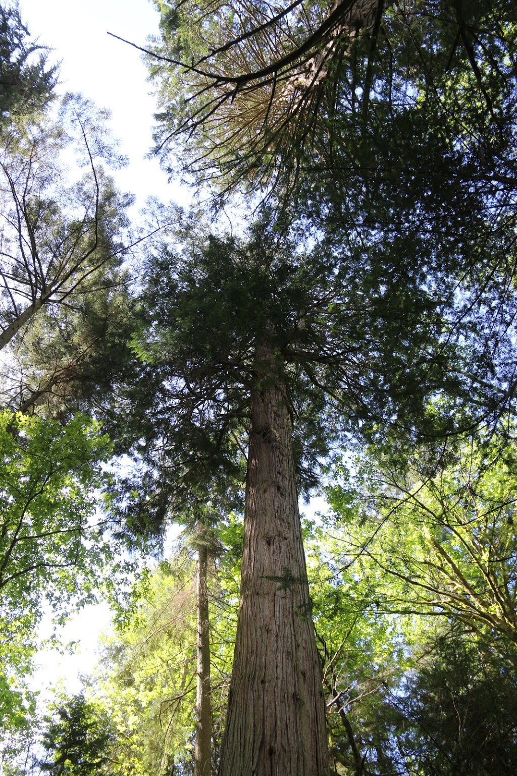 big cedar trail | Rosario Rd, Anacortes, WA 98221, USA