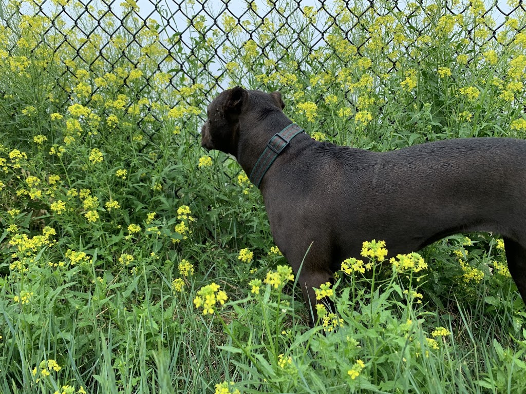 Hyde Park Dog Park | Boychuck Drive, Saskatoon, SK S7V 0A7, Canada | Phone: (306) 975-3340