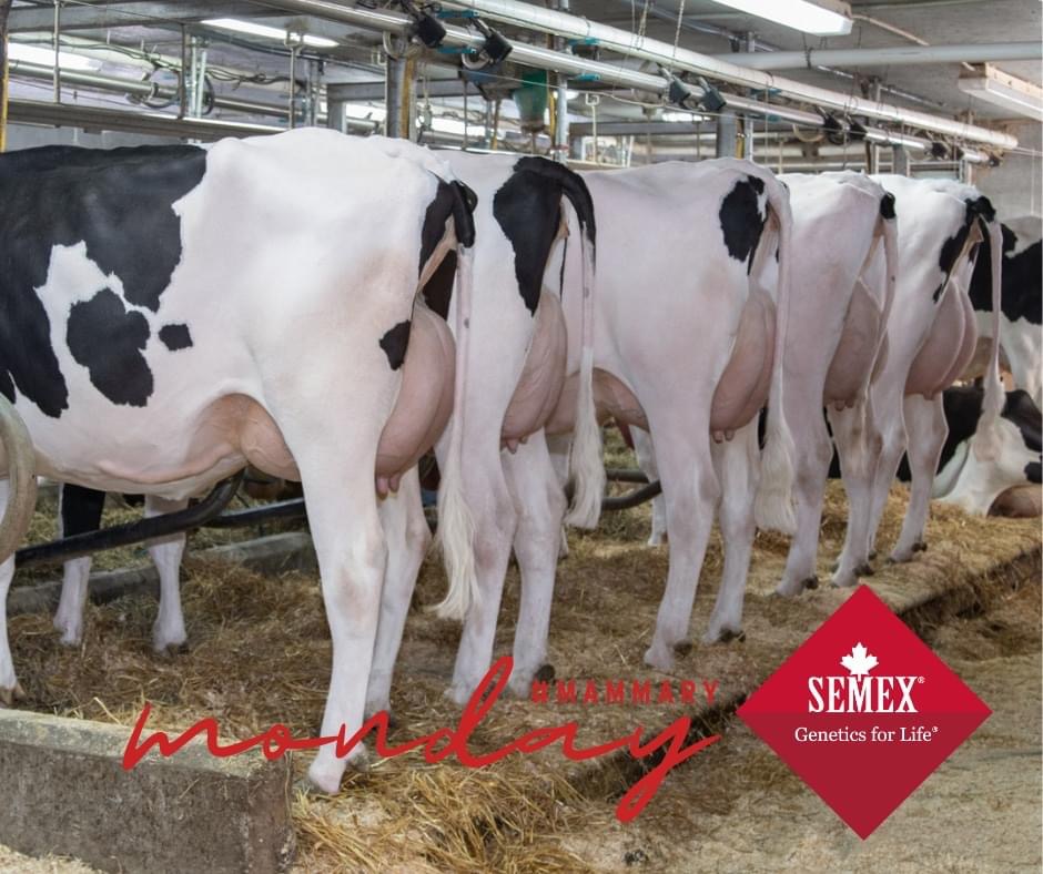 Ferme Rosblais | 138 Rue Ste Geneviève, Saint-Isidore, QC G0S 2S0, Canada | Phone: (581) 984-1952