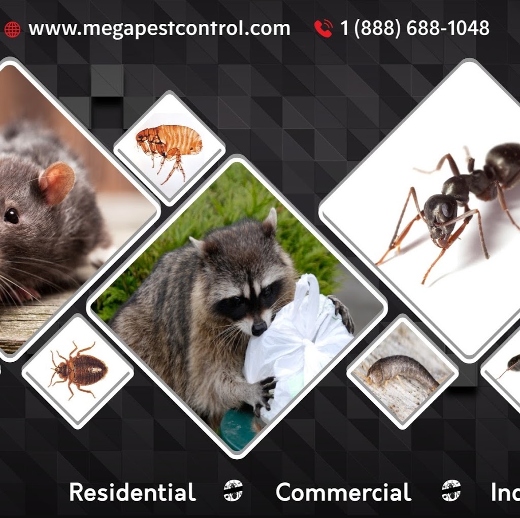 Abbotsford Mega Pest Control | 34909 Hamon Dr, Abbotsford, BC V2S 1H7, Canada | Phone: (604) 866-8616