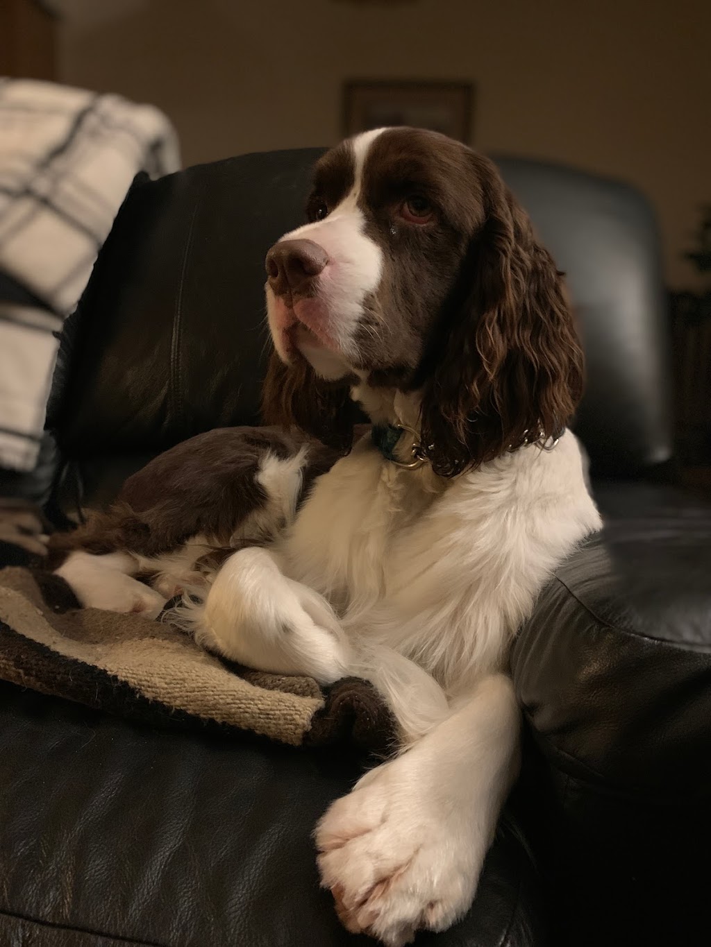 Khaleesis K9 Grooming | 429 Dover Rd, Dieppe, NB E1A 7L7, Canada | Phone: (506) 232-3005