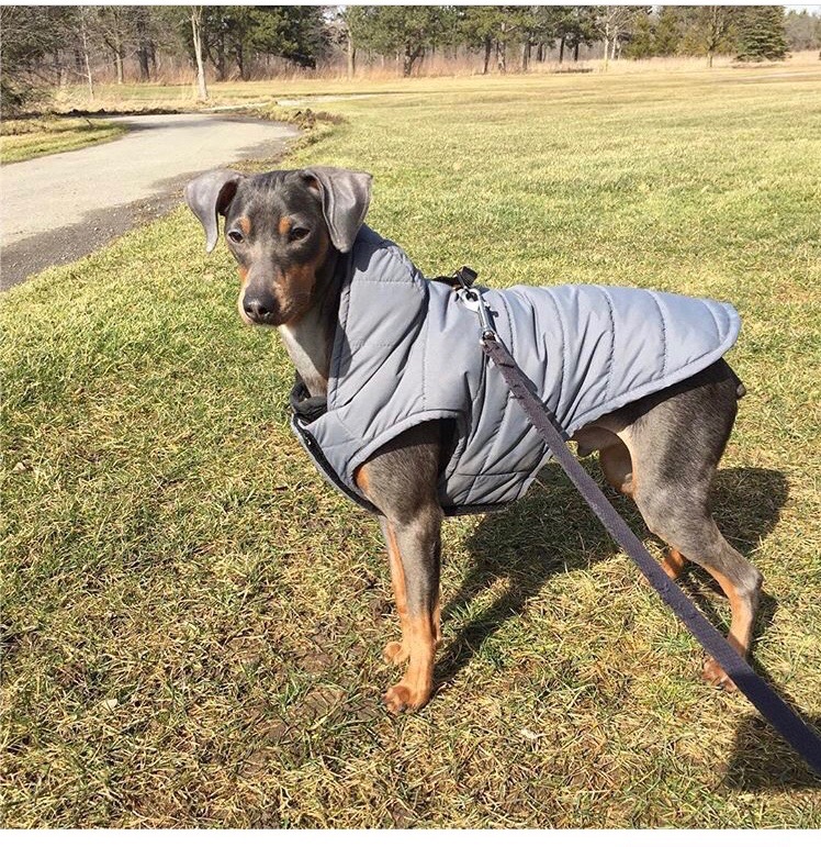 From Dusk Till Dawg Pet Services | 130 Auburn Meadows View SE, Calgary, AB T3M 2P3, Canada | Phone: (403) 605-7627