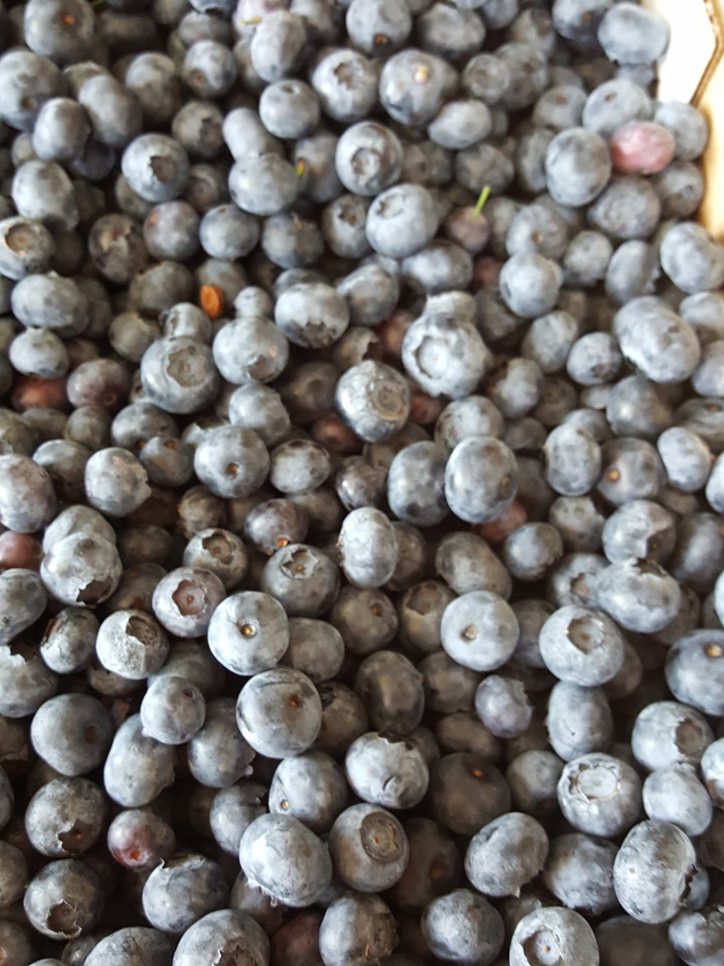 Takhar Berry Farms | 539 Short Rd, Abbotsford, BC V2S 8A8, Canada | Phone: (778) 551-2097