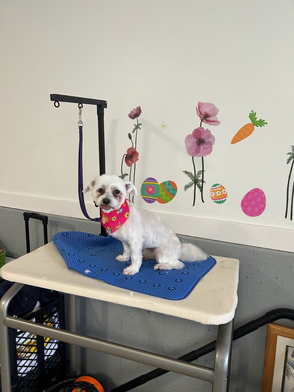 Yvonnes Grooming | 4660 Western Rd, Courtenay, BC V9N 3T2, Canada | Phone: (250) 207-0051