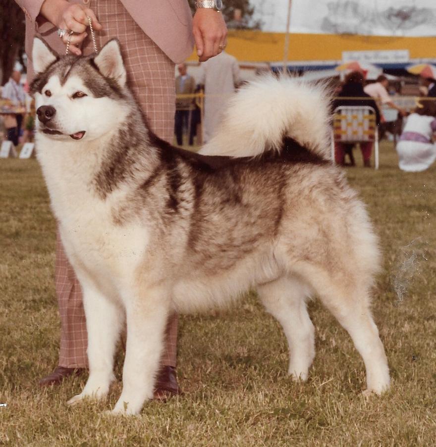 Keidun Dog Grooming | 22501 Wye Rd, Sherwood Park, AB T8C 1H9, Canada | Phone: (780) 467-2068