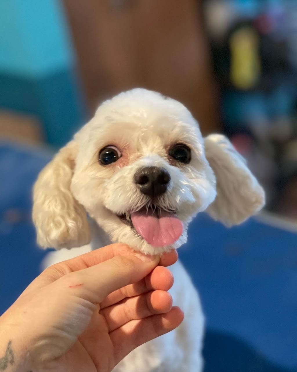 All for the woof | 5324 Main St, Orono, ON L0B 1M0, Canada | Phone: (289) 830-2281