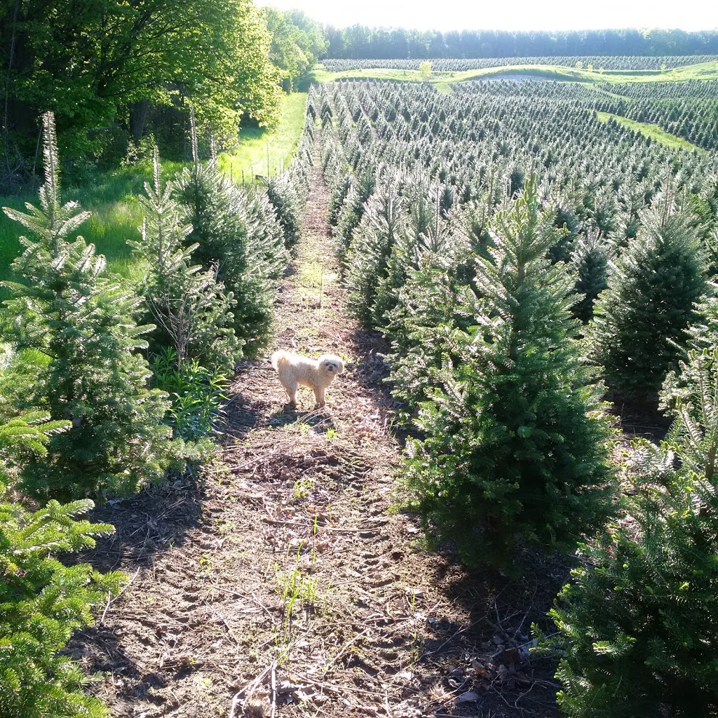 J & R Firewood | 2989 County Rd 42, Creemore, ON L0M 1G0, Canada | Phone: (705) 466-2320