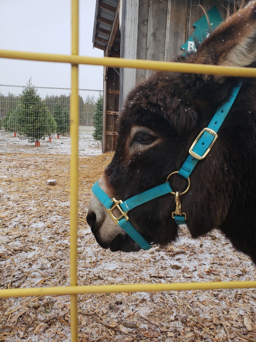 Barretts Christmas Tree Farm | 3141 Williamson Rd, Cobourg, ON K9A 4J7, Canada | Phone: (905) 342-2622