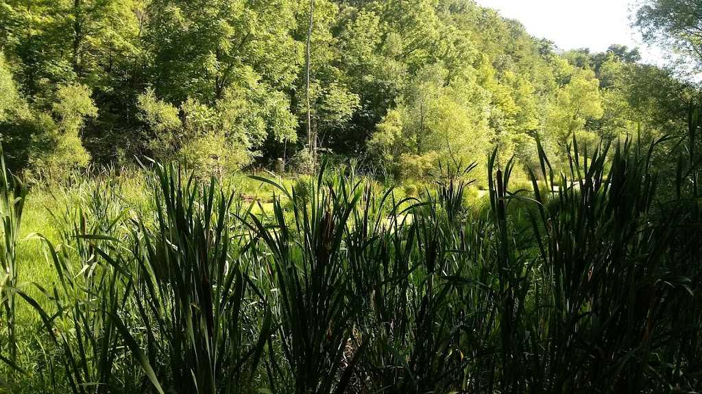 Clarence Escarpment Sanctuary | 9575 Greiner Rd, Clarence, NY 14031, USA | Phone: (716) 741-8927