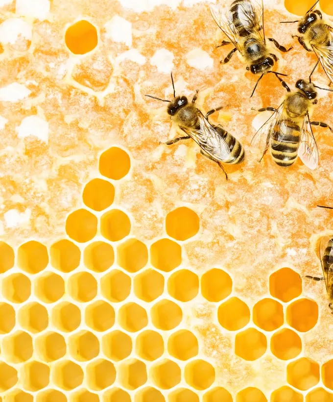 NaturOphile | 829 1e Rang, Saint-Étienne-de-Bolton, QC J0E 2E0, Canada | Phone: (819) 847-0805