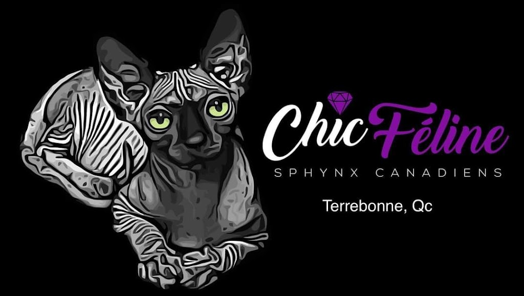 Chic Féline Sphynx Canadiens | pet store | 3795 Rue Raymond, Terrebonne, QC J6Y 1B8, Canada | 5142120800 OR +1 514-212-0800