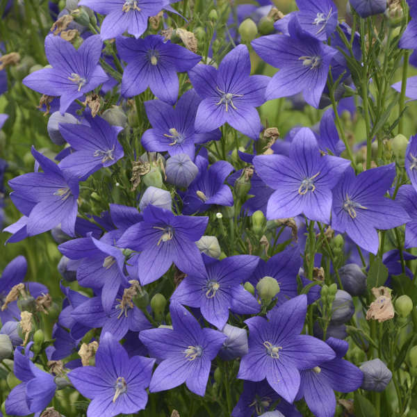 50 Mather - Perennials | 50 Mather Rd, Bancroft, ON K0L 1C0, Canada | Phone: (613) 332-8532