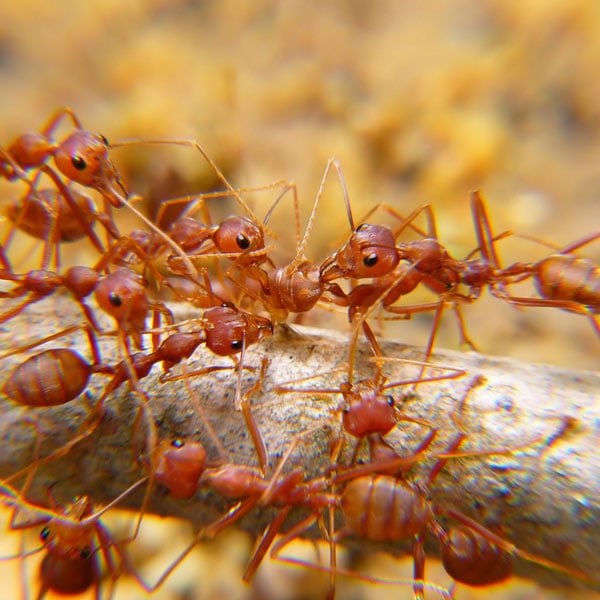New Westminster | Ants ,Bed Bugs,Rat ,Cockroach,Mice Exterminator| Pestzap | 829 13th St, New Westminster, BC V3M 5Z7, Canada | Phone: (778) 875-4770