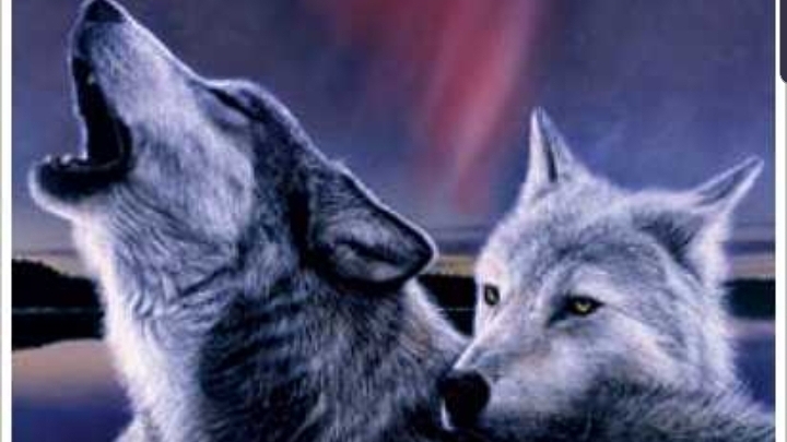 Wolfman K9 Obedience | 12739 Winston Churchill Blvd, Caledon, ON L7C 1S3, Canada | Phone: (289) 924-1550