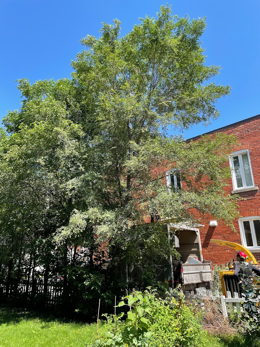 Élagage M.C. | 9140 Bd Lacordaire, Montréal, QC H1R 2B3, Canada | Phone: (833) 352-4243