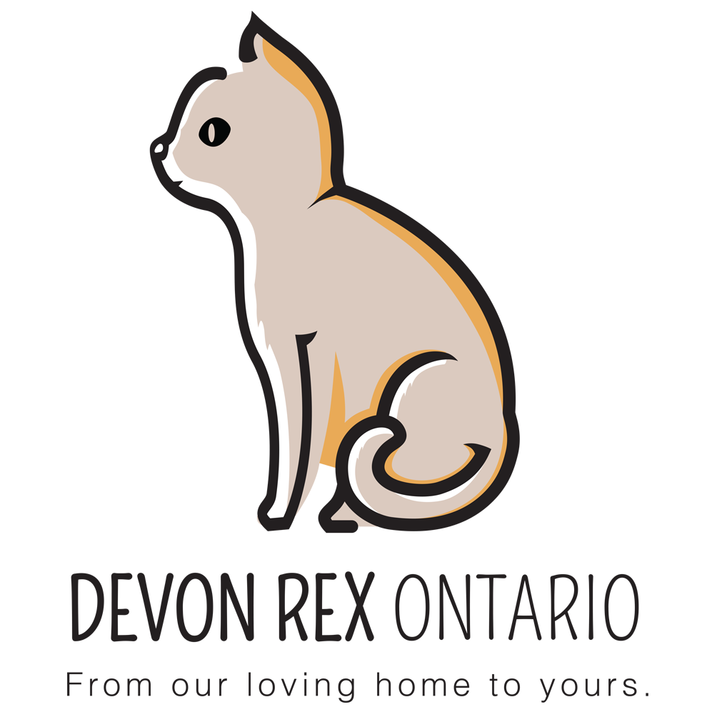 Ontario Devon Rex Breeder | veterinary care | National Cres, Brampton, ON L7A 1G9, Canada | 9058669612 OR +1 905-866-9612
