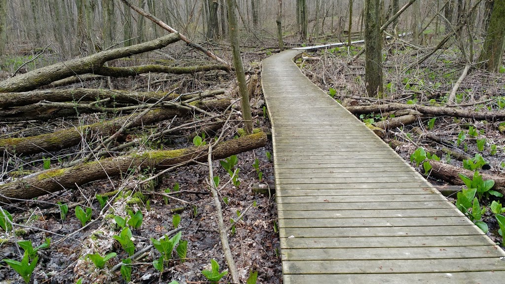 Joanys Woods | Unnamed Road, Lambton Shores, ON N0M 2N0, Canada