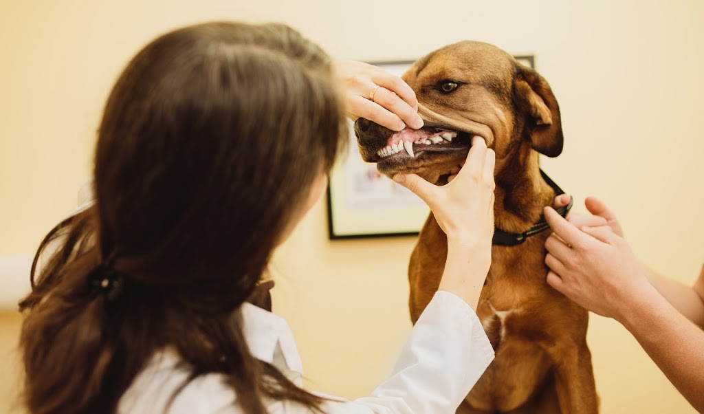 Centrepointe Animal Hospital | 261 Centrepointe Dr, Nepean, ON K2G 6E8, Canada | Phone: (613) 226-6789