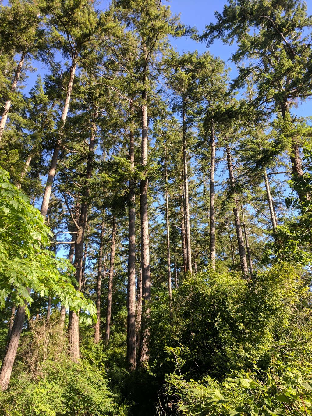 Ferndale Park | Vantreight Dr, Victoria, BC V8N 6L2, Canada | Phone: (250) 475-1775