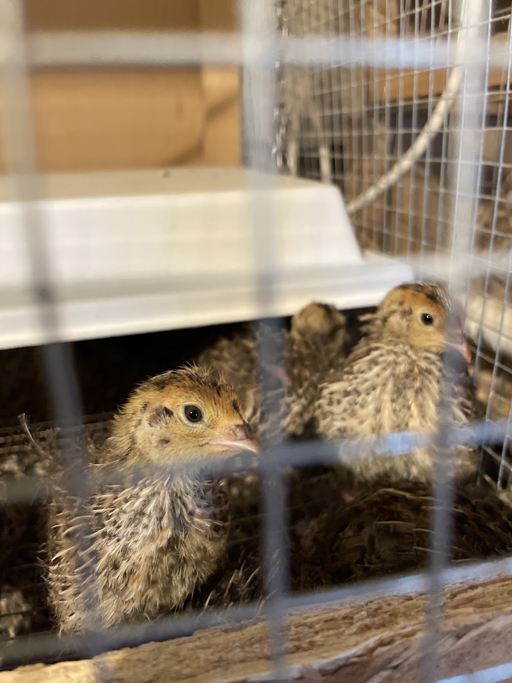 Jumbo Coturnix Quail - Nicks Chicks (By appointment) | 2687 ON-12, Brechin, ON L0K 1B0, Canada | Phone: (416) 937-7171