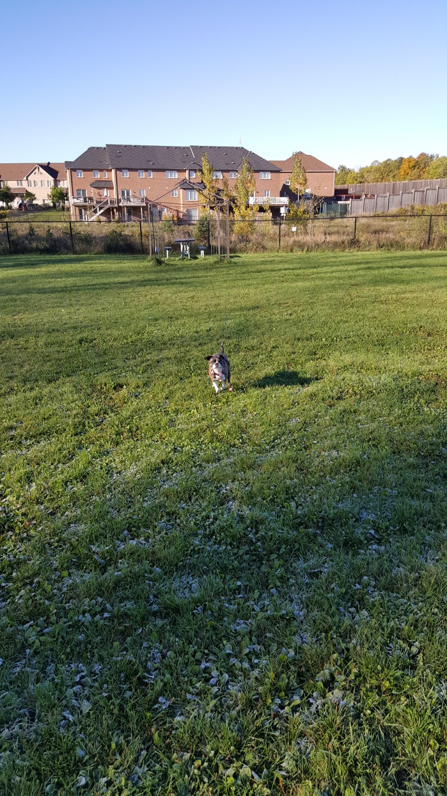 Leash Free Milton | 230 Cedar Hedge Rd, Milton, ON L9T 6J4, Canada | Phone: (905) 875-3286